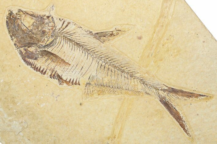 Detailed Fossil Fish (Diplomystus) - Wyoming #345390
